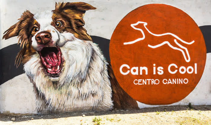 Can is Cool Centro Canino